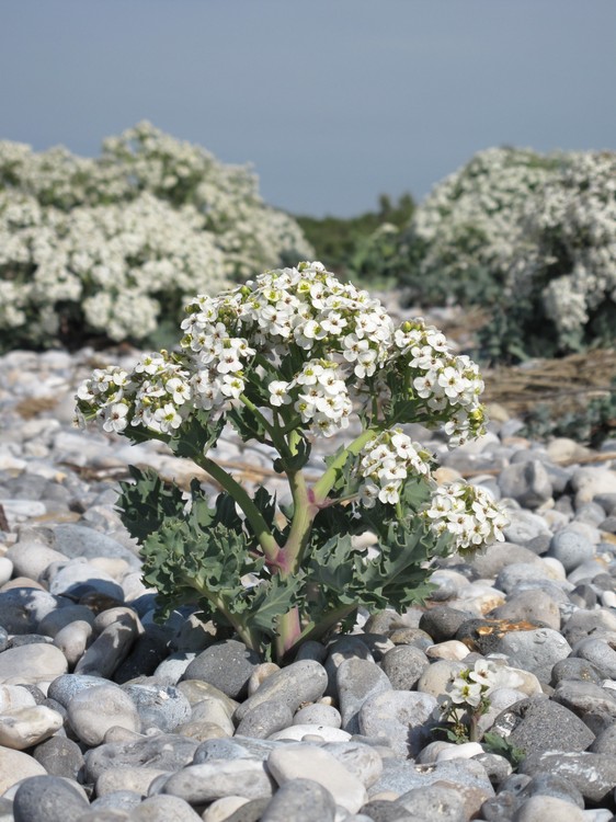 Crambe maritima